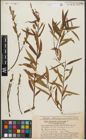 Foto von Salix triandra L. x Salix viminalis L.